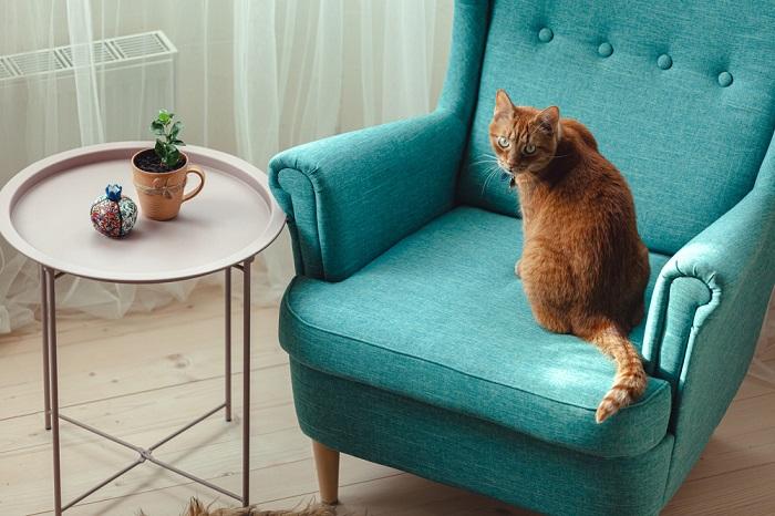 The image portrays a cat at ease, lounging in a chair and exemplifying their ability to find comfort in various spots.
