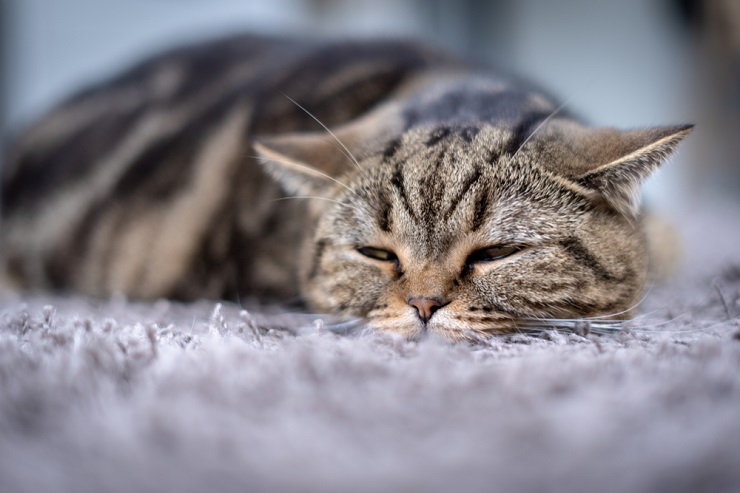 Cat in evident discomfort, displaying signs of pain through its posture and facial expression, possibly requiring attention and medical assistance.