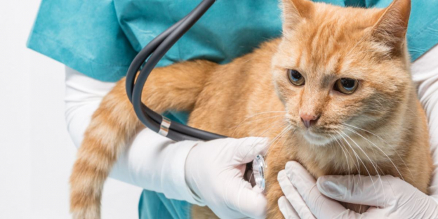 Swollen Lymph Nodes In Cats And Veterinary Oncology photo