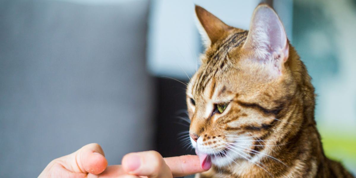 Cat playfully licking a human finger in a compressed image, illustrating a cute and affectionate feline behavior.
