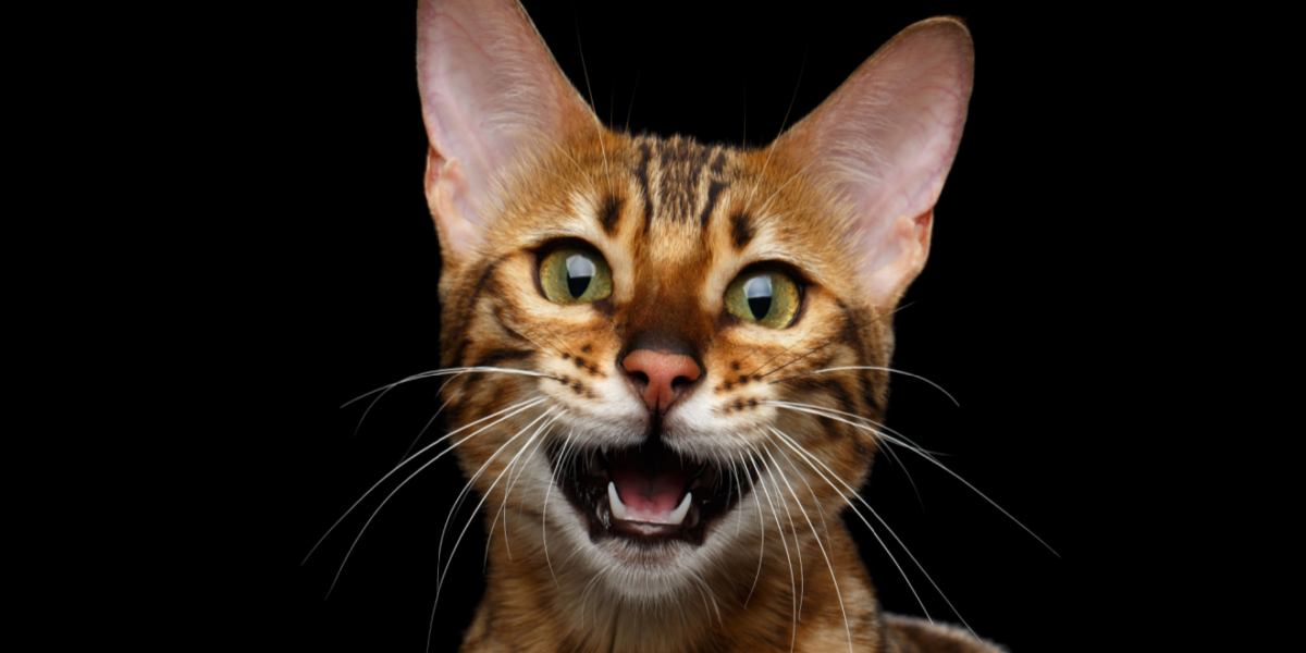 Why Do Cats Meow? How to Decode This Common Cat Sound