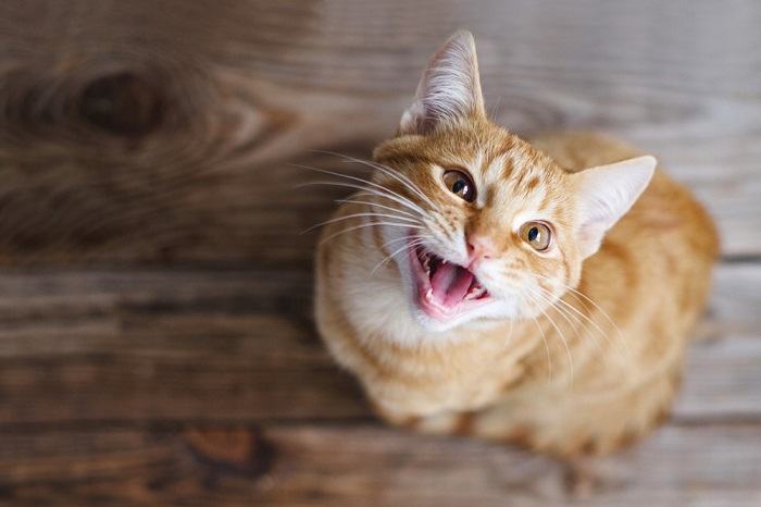 10 razones por las que tu gato no puede dejar de maullar por la noche