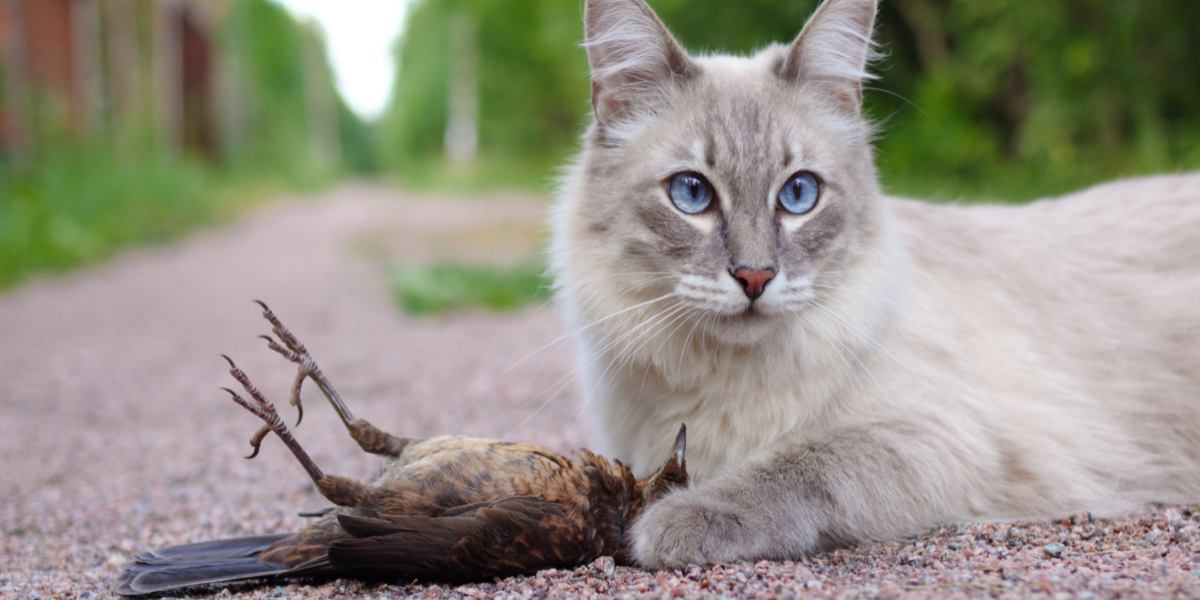Why Do Cats Bring You Dead Animals? 