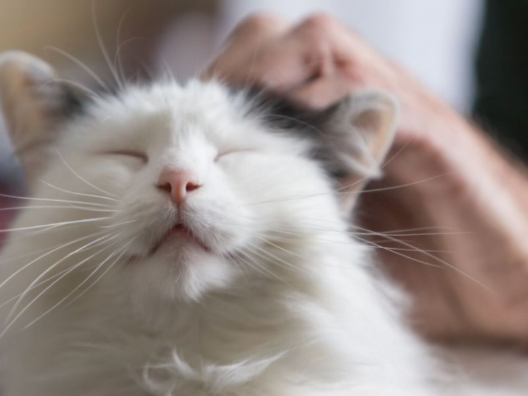A closer look at Feline Purring Comfort Behavior Instinct