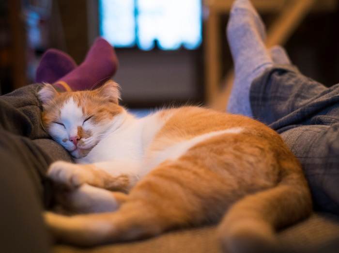 Cozy image of a cat peacefully snoozing between crossed legs, exemplifying a tranquil moment of rest and trust.
