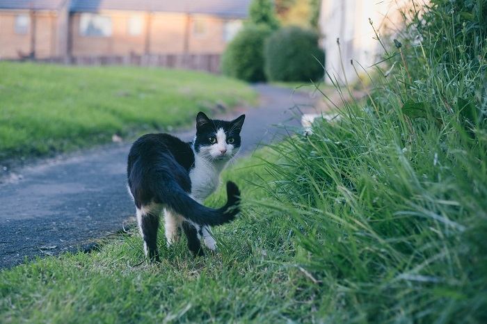 cat walking in a green grass
