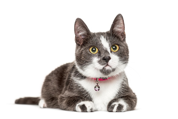 Image featuring a cat wearing a bell collar.