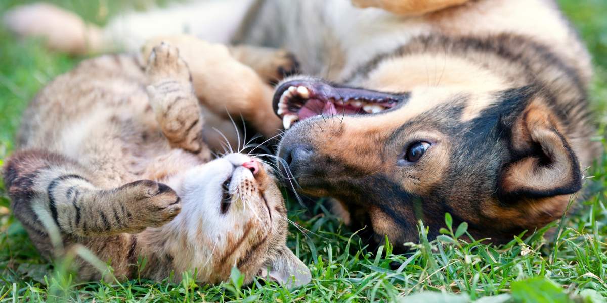 Cats and dogs together, featuring a mix of both domestic feline and canine pets.
