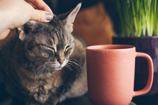 150 Coffee & Tea Inspired Cat Names With Meanings