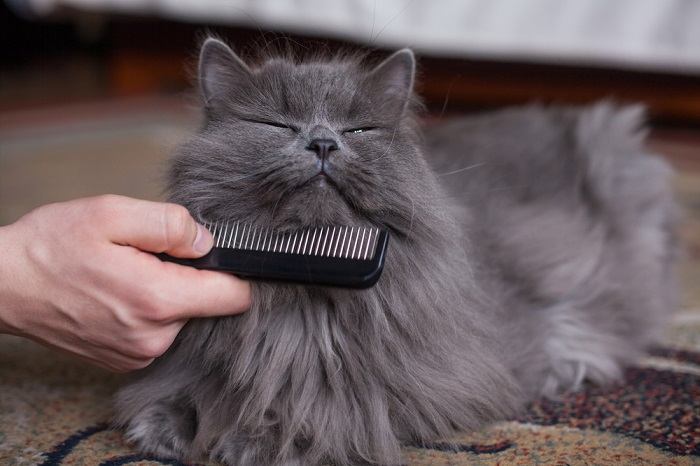 Combing a cat's fur.
