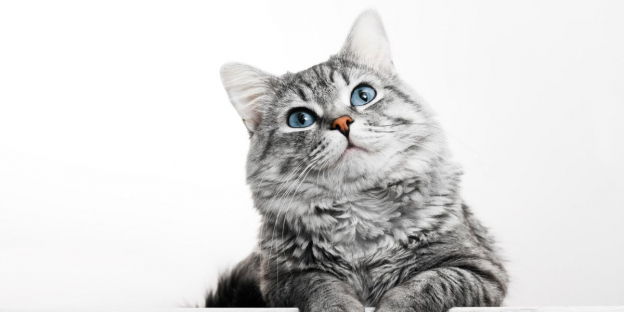 140+ Adorable Chinese Cat Names With Meaning