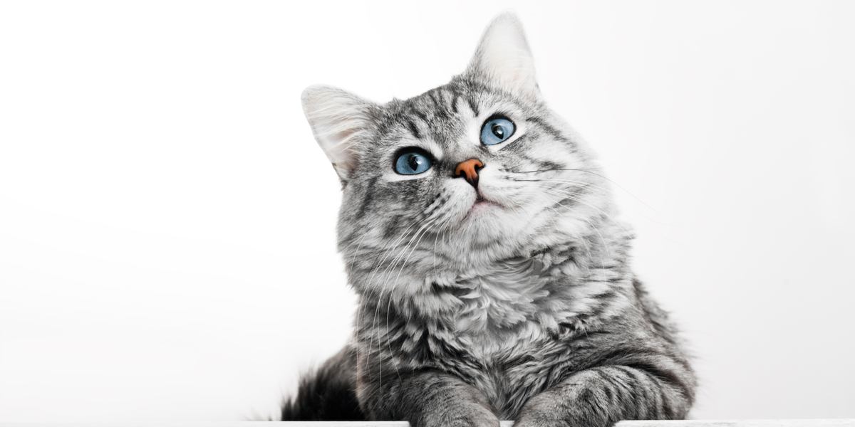 The 250 Most Popular Cute Cat Names