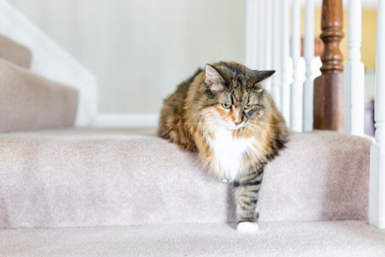 The 3 Types Of Heavy Breathing And What They Mean - Cats.com