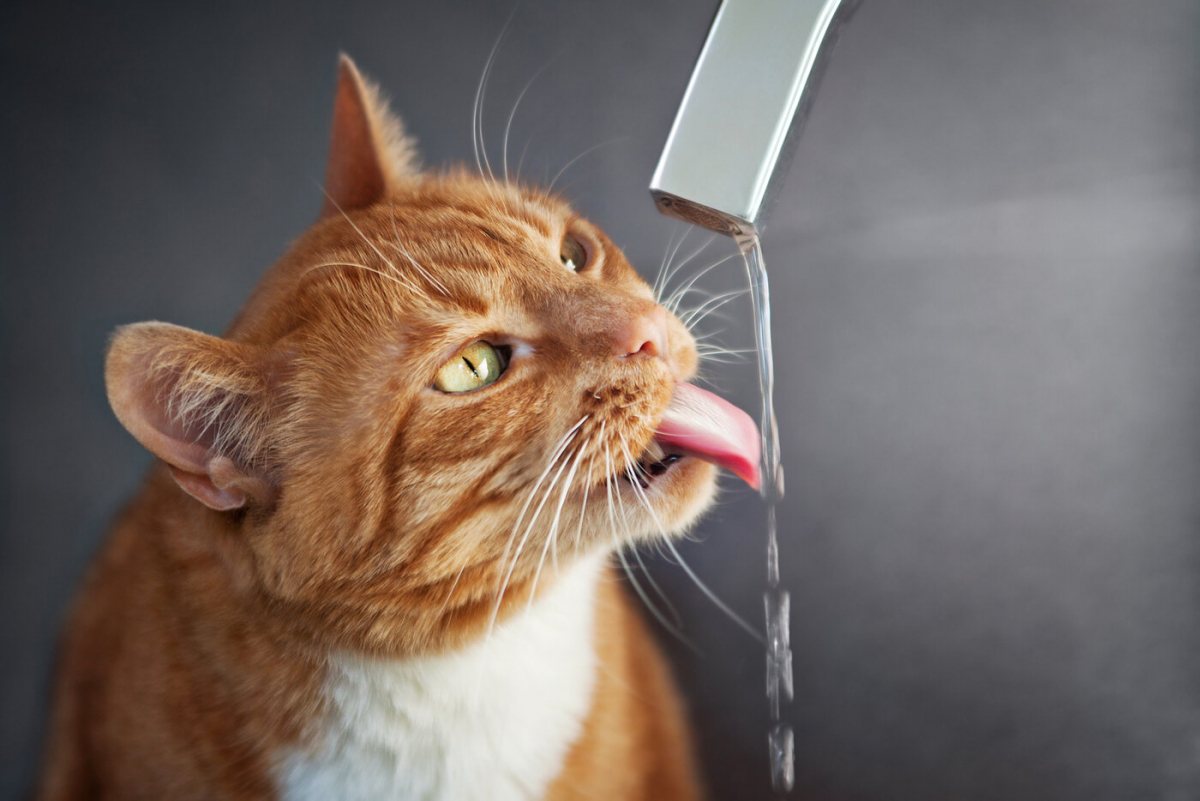 Cat captivated by the running water from a faucet, showcasing its fascination with the flowing liquid and its playful interaction with the environment.