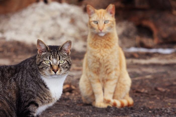 facts about feral cats