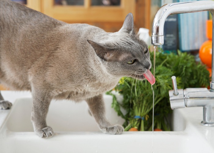 Gray cat enjoying a refreshing drink from a faucet, demonstrating its unique preference for flowing water and staying hydrated.