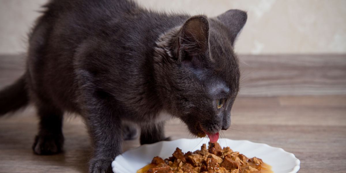 Cat food for 2025 cats with kidney failure