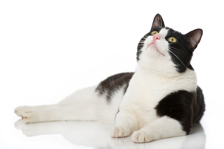 Italian black and white cat, representing a classic and timeless feline appearance