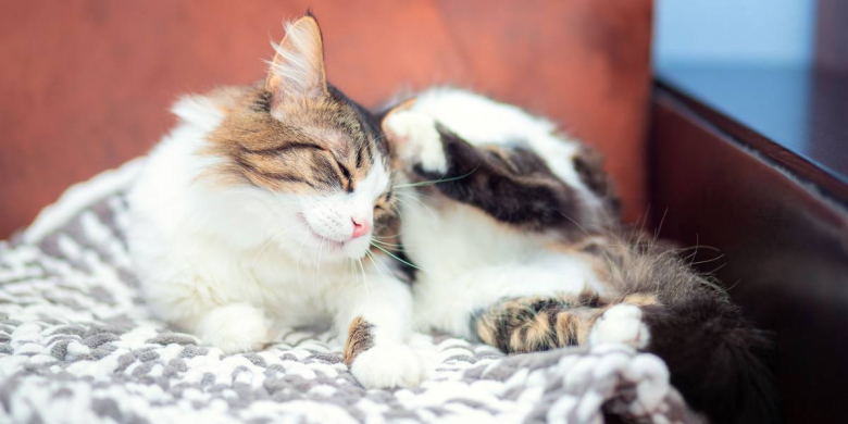 Image showcasing The 6 Best Flea Shampoos for Cats - Cats.com