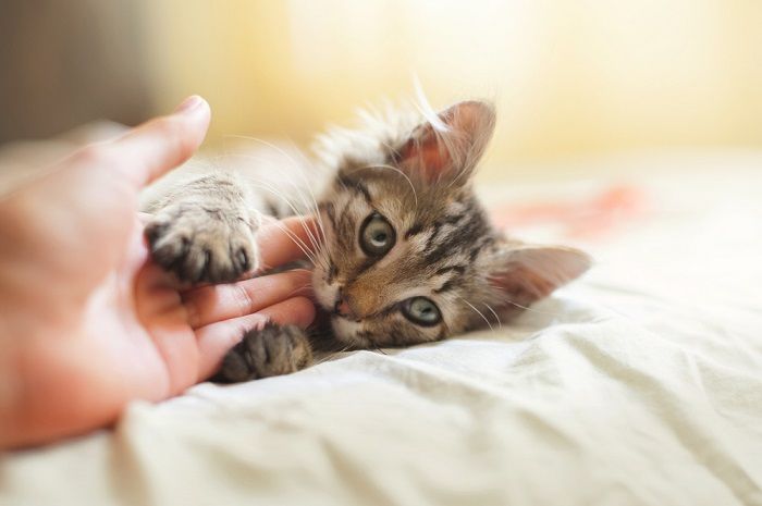 Image of Kitten Biting