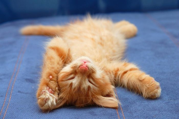 Adorable image of a kitten peacefully sleeping on its back, displaying vulnerability and contentment in a safe environment.
