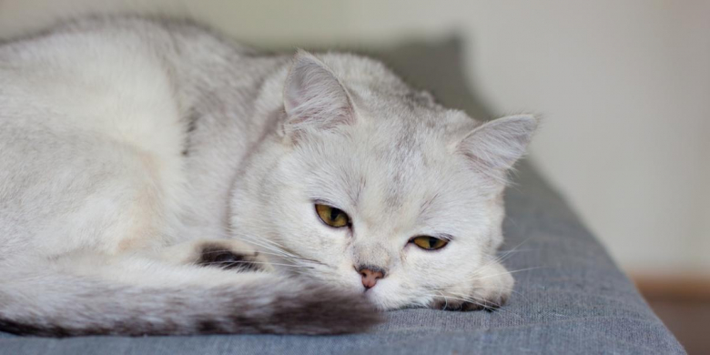 Image showcasing Cat Suddenly Lethargic and Weak: Causes & Treatment - Cats.com