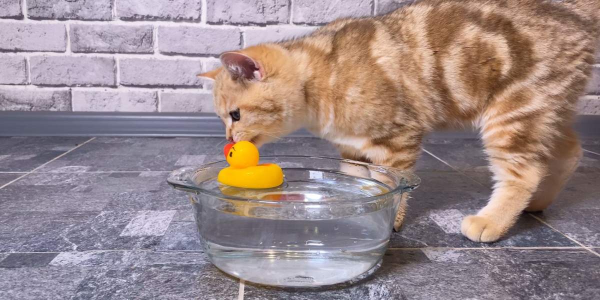 little red ginger striped kitten playing with duck toy