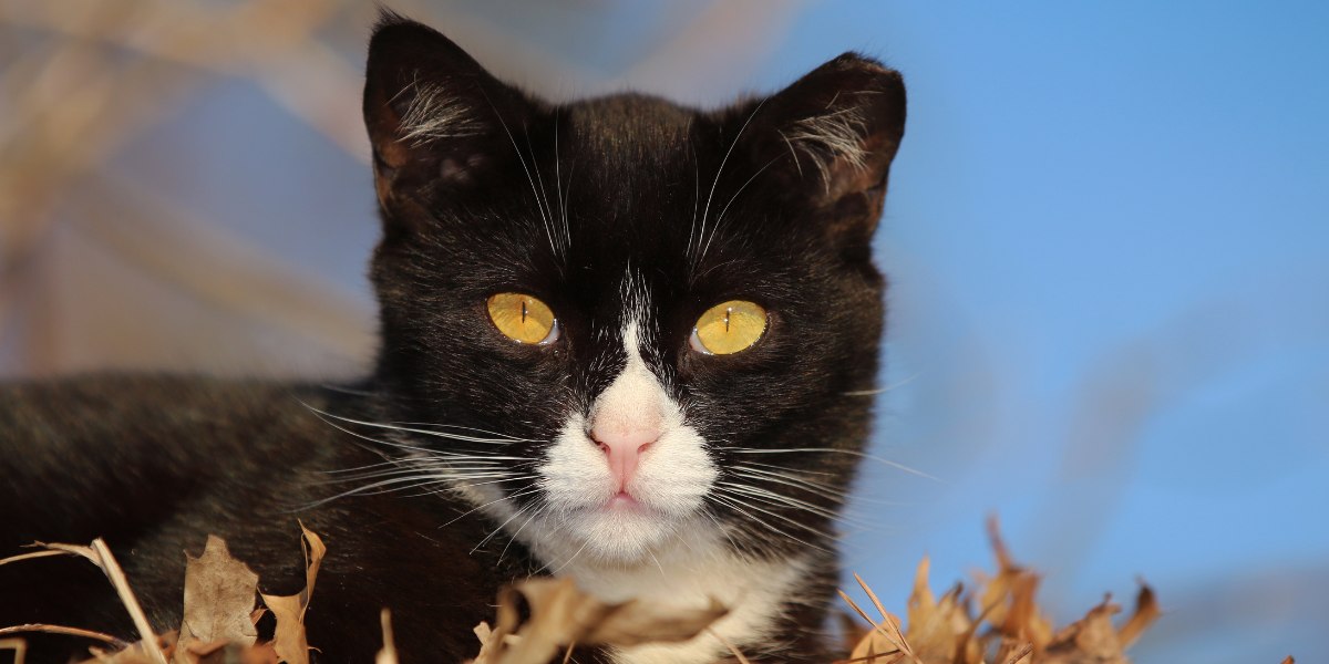 15 Facts You Should Know About Feral Cats - Cats.com