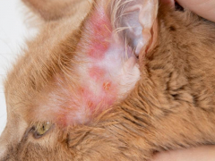 Rashes in a cat, illustrating the presence of skin irritations and the importance of addressing feline dermatological issues.