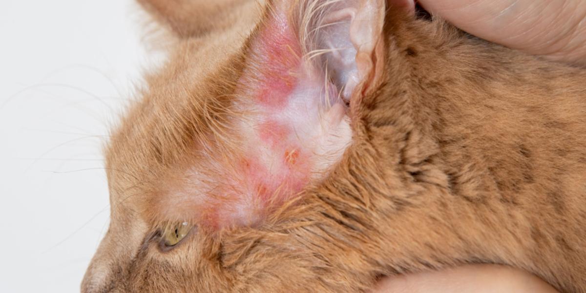 Rashes in a cat, illustrating the presence of skin irritations and the importance of addressing feline dermatological issues.