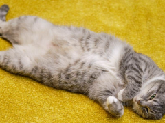 Image portraying a content cat lounging in a comfortable position, enjoying relaxation and tranquility.