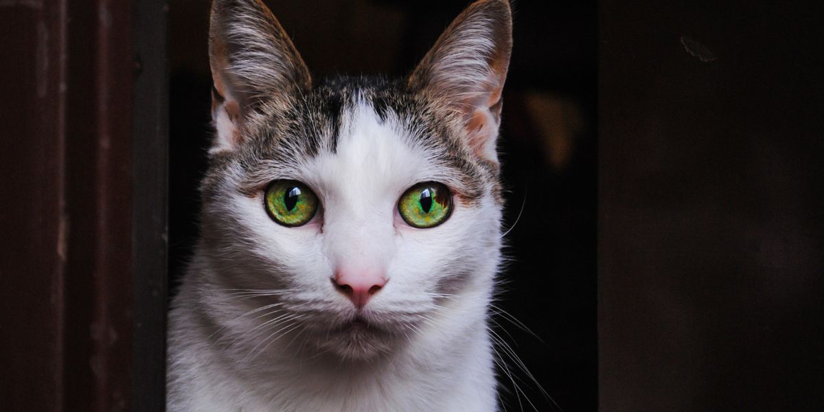 An image portraying a shy cat in a cautious posture, possibly with lowered head and ears, capturing the cat's reserved and tentative behavior, often seen in response to unfamiliar environments or situations.