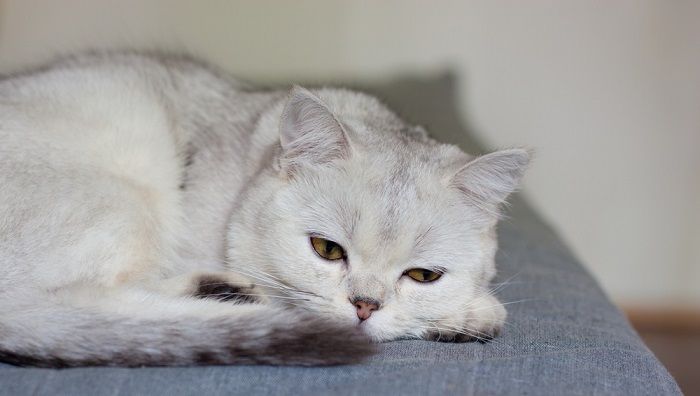 Image of an unwell cat, visibly displaying symptoms of illness such as lethargy and hunched posture, underscoring the importance of timely veterinary care when a cat