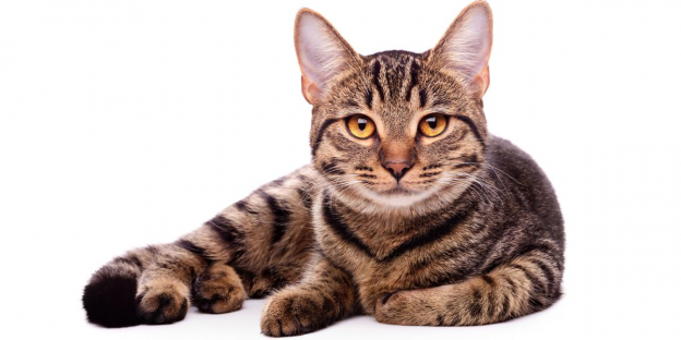 200 Striped Cat Names Ideas For Your New Kitten