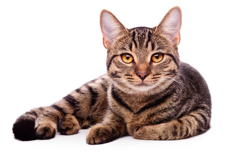 Tabby cat in a compressed image, showcasing its classic and timeless appearance