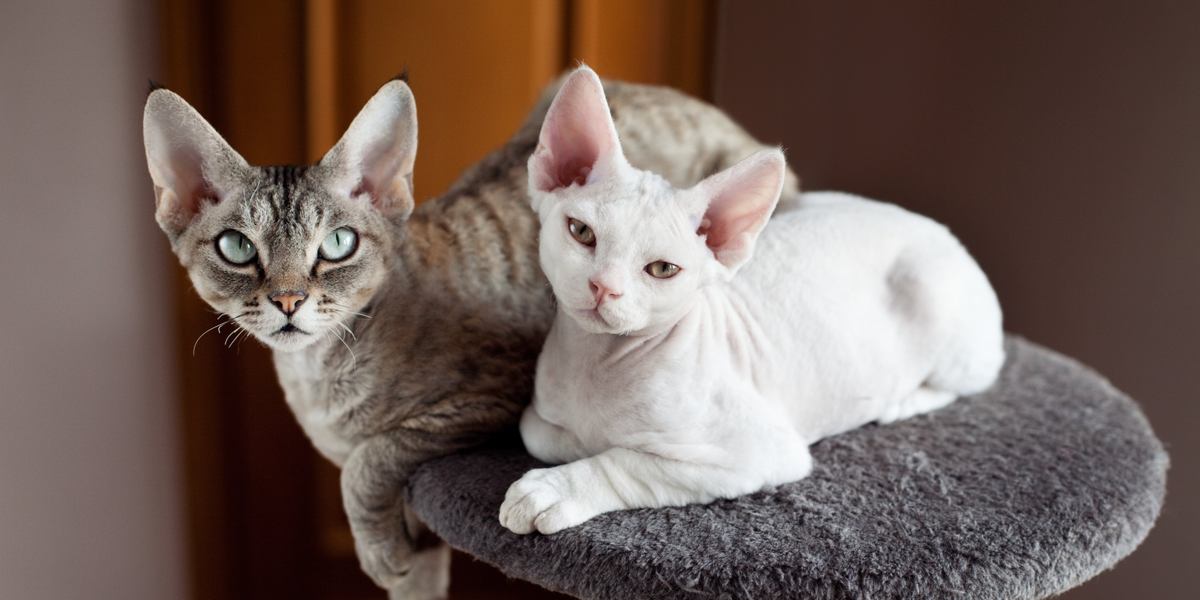 Two Devon Rex cats.