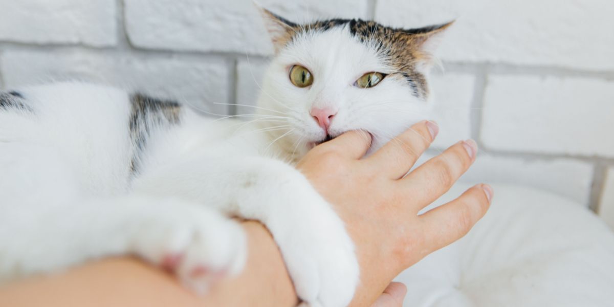 Why Does My Cat Bite Me When I Pet Her? - Cats.com