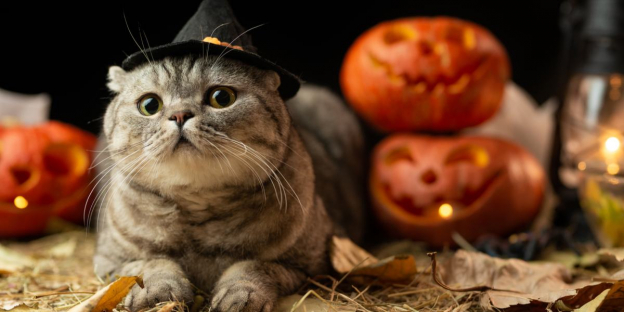 250 Witchy & Magical Cat Names