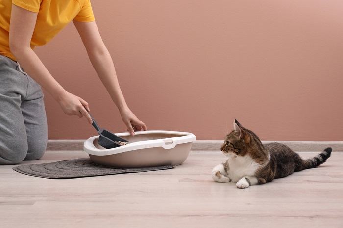 Woman cleaning a cat's litter box demonstrating responsible pet ownership and hygiene maintenance