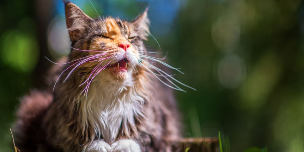 Cat Yowling: 7 Sounds Cats Make and What do They Mean? – Scratch