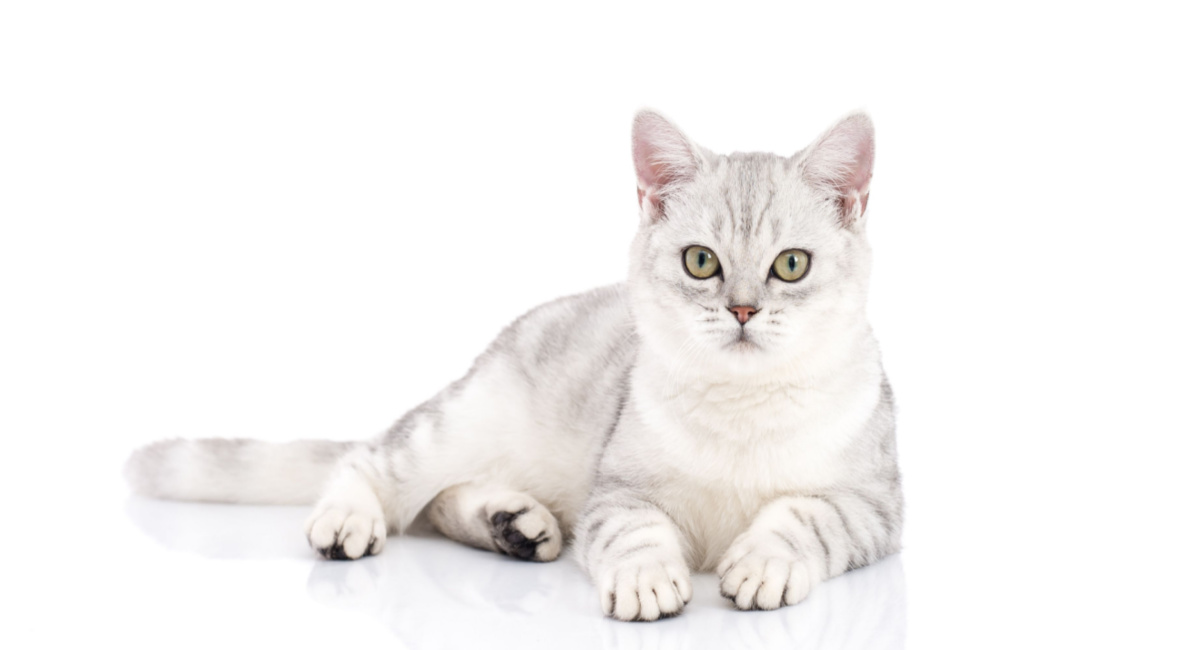 An American Shorthair cat with an irresistibly cute appearance, showcasing its distinct breed features and captivating personality.