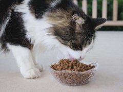 Black White Long Hair Senior Eating Young Again Mature Health Formula Dry Kibble Cat Food