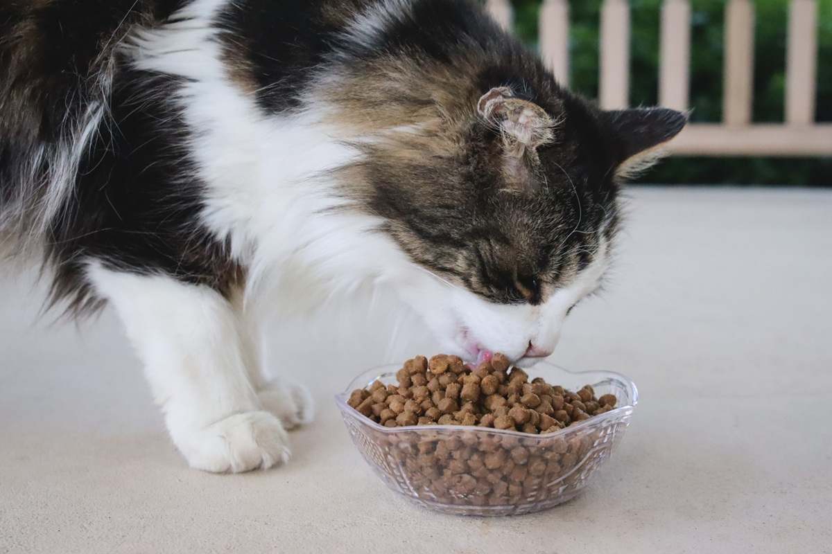 Black White Long Hair Senior Eating Young Again Mature Health Formula Dry Kibble Cat Food
