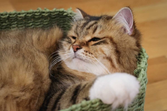 15 Little-Known Facts About Big Cats