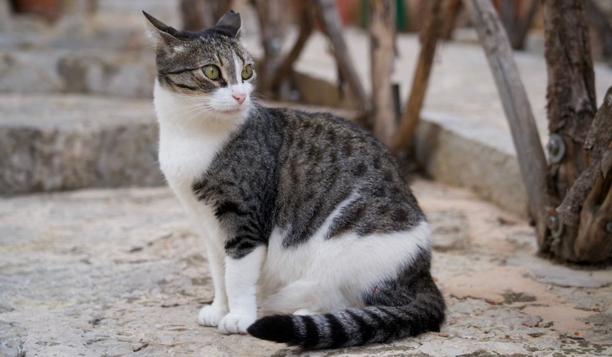Image depicting a cat's ear facing backward.