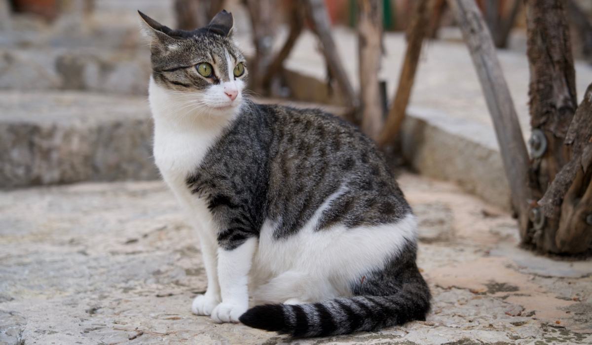 Cat with ears facing backward, displaying heightened alertness or curiosity about its environment.