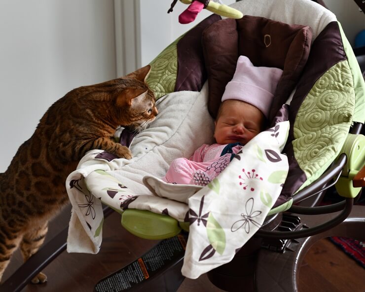 A heartwarming image of a cat curiously interacting with a new baby, reflecting the introduction of a new family member and the cat's inquisitive and gentle nature.