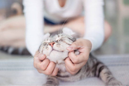 Why Do Cats Raise Their Butts When You Pet Them? - Cats.com