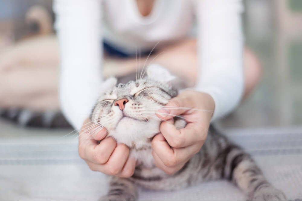 A compassionate scene unfolds in the image, as a person is seen caring for a cat that has been unwell.