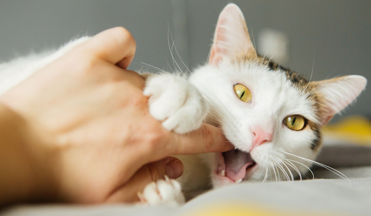 A cat giving a love bite, a gentle and affectionate nibble often observed in feline bonding and play.